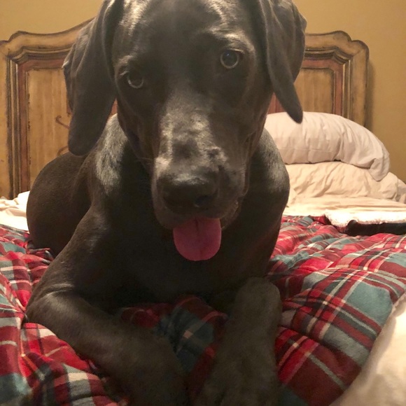 Meet your Posher, Bridget - Picture 6 of 6